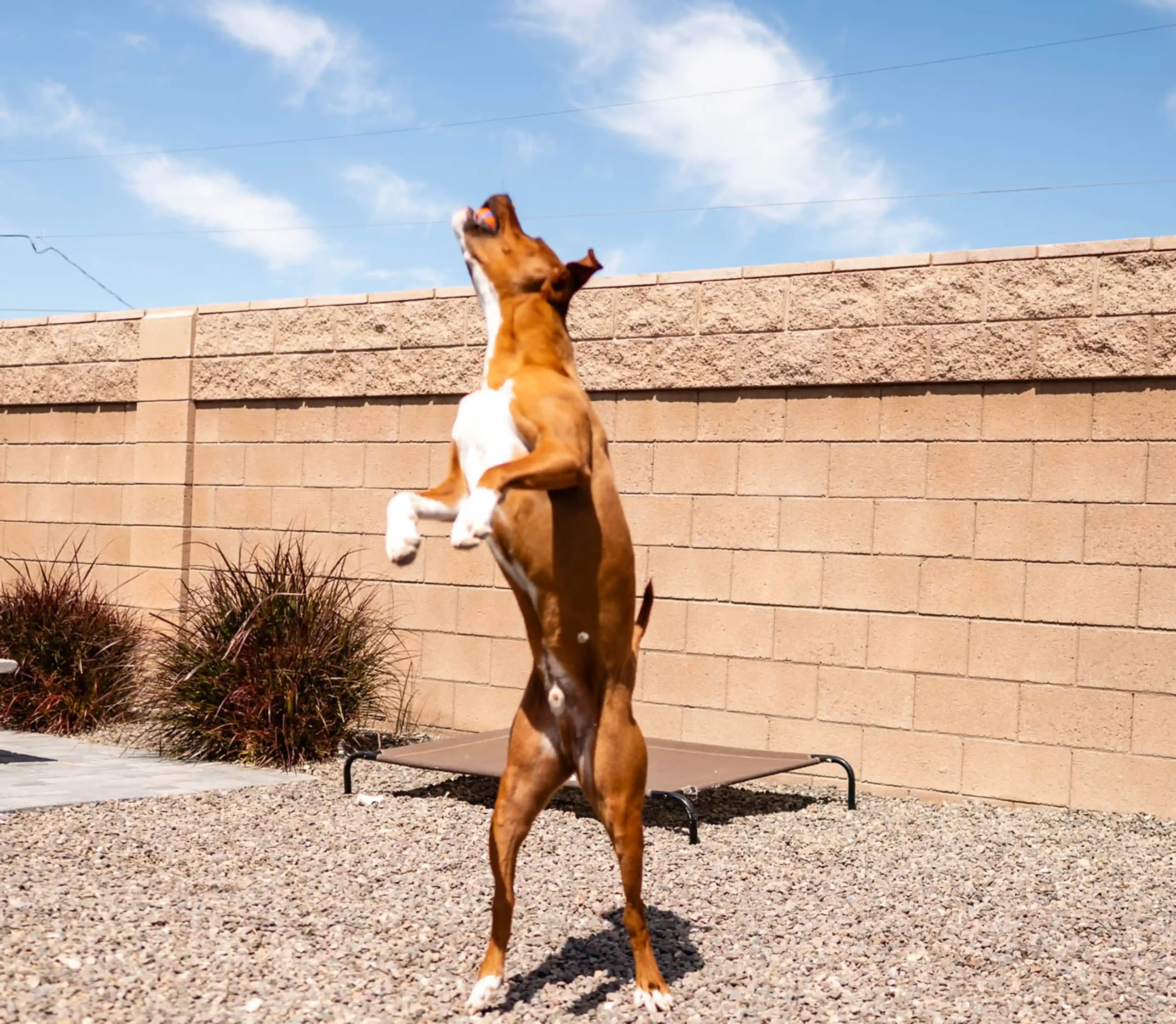 A brown dog jumping in a backyard with a brick wall.