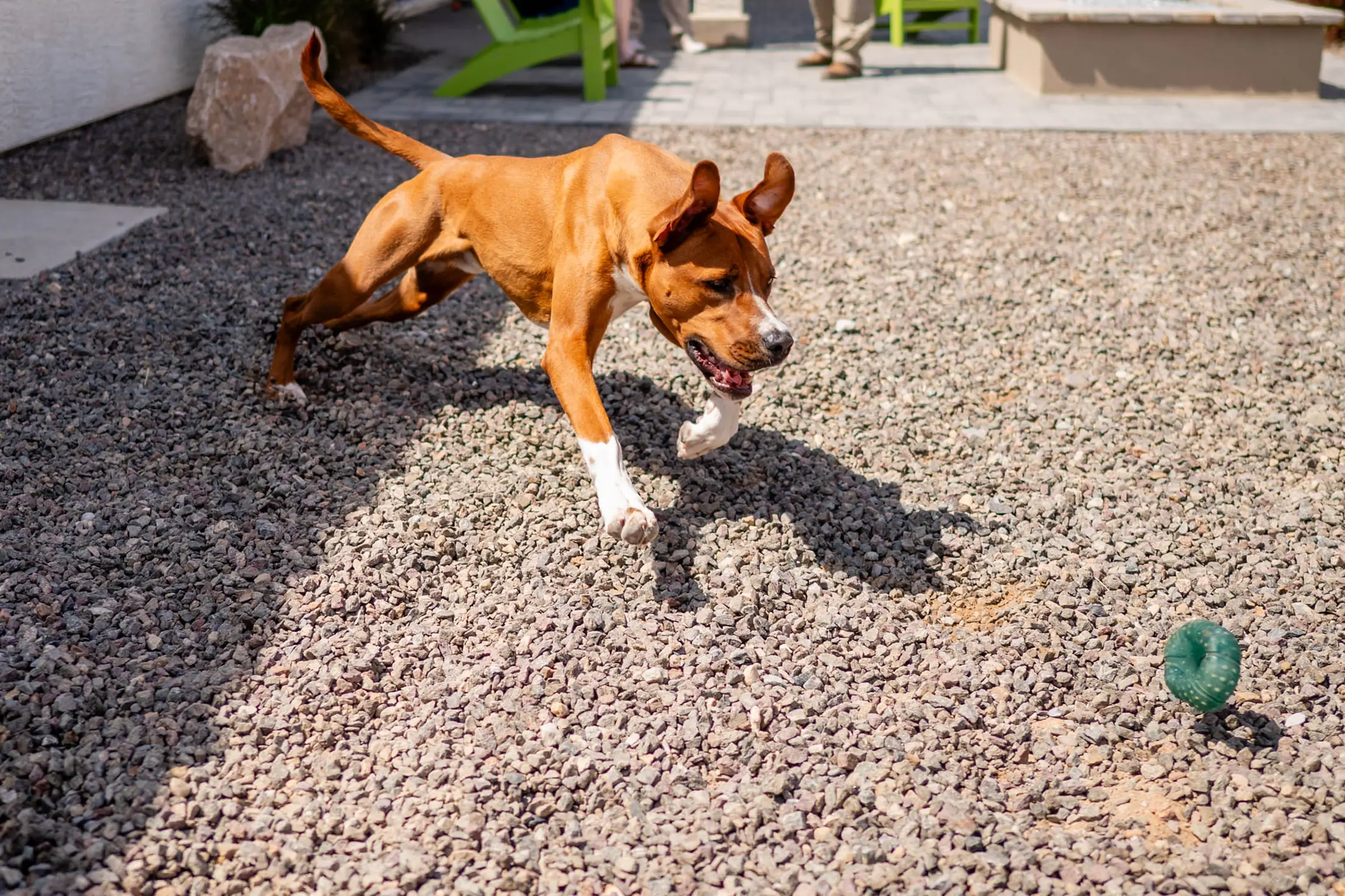 image 3 (1) A brown and white dog playing outdoors on gravel.